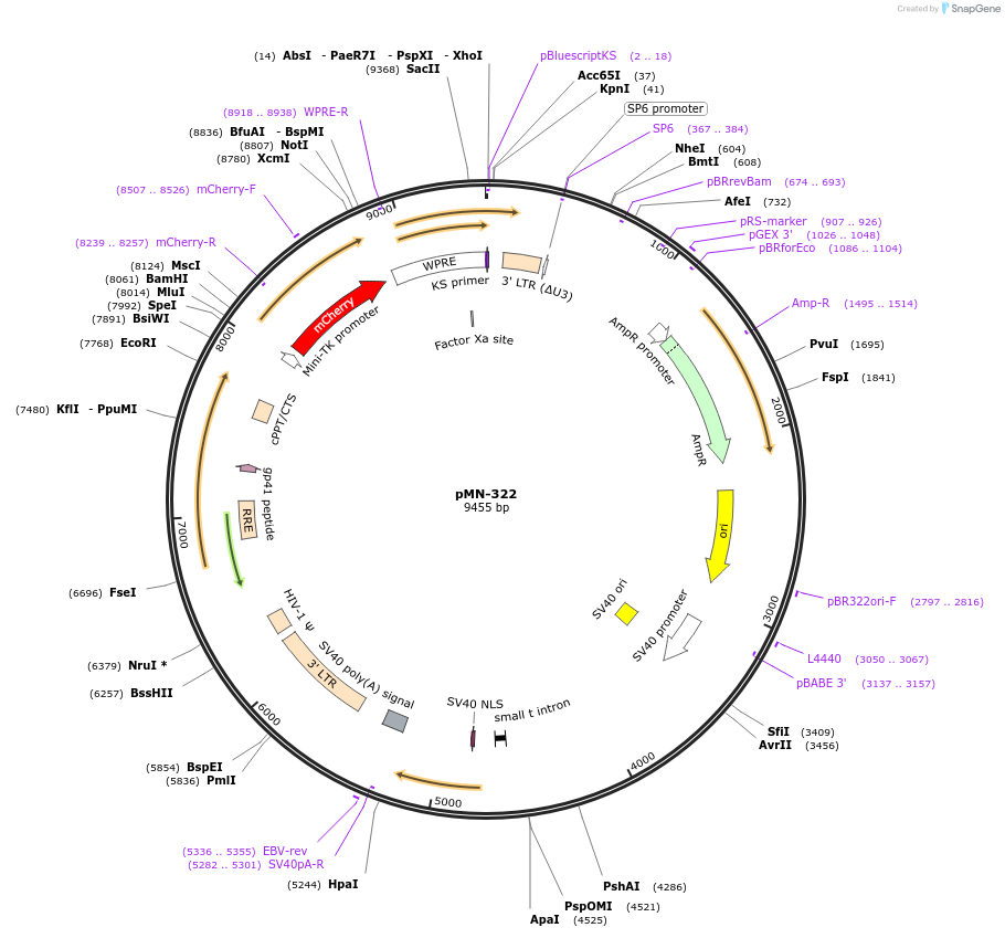 195441-plasmid-map-sequence-id-384880