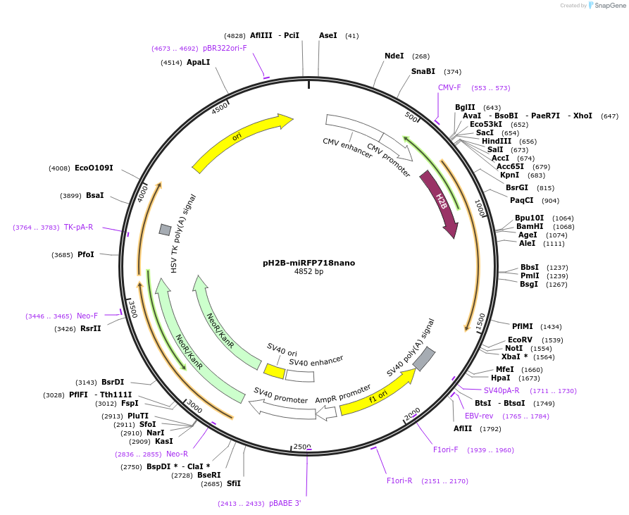 195750-plasmid-map-sequence-id-384898