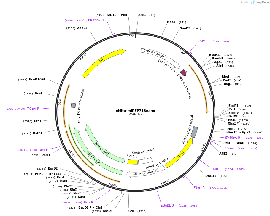 195754-plasmid-map-sequence-id-384899
