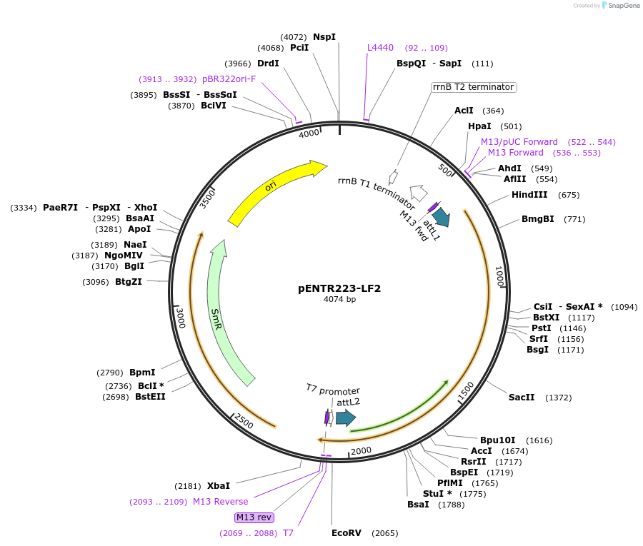 195810-plasmid-map-sequence-id-384902