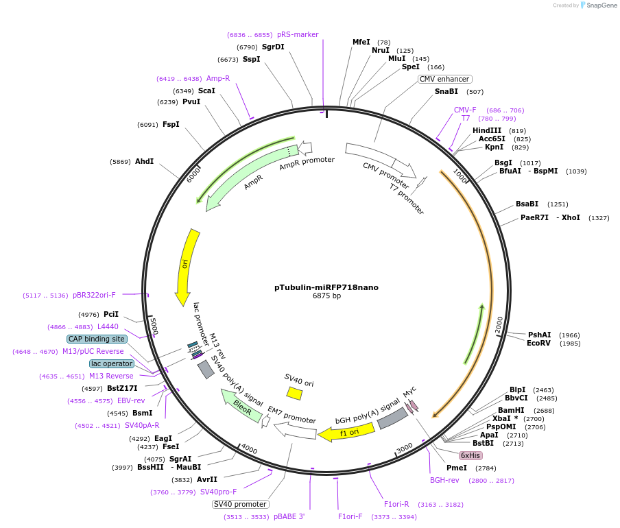 195746-plasmid-map-sequence-id-384903