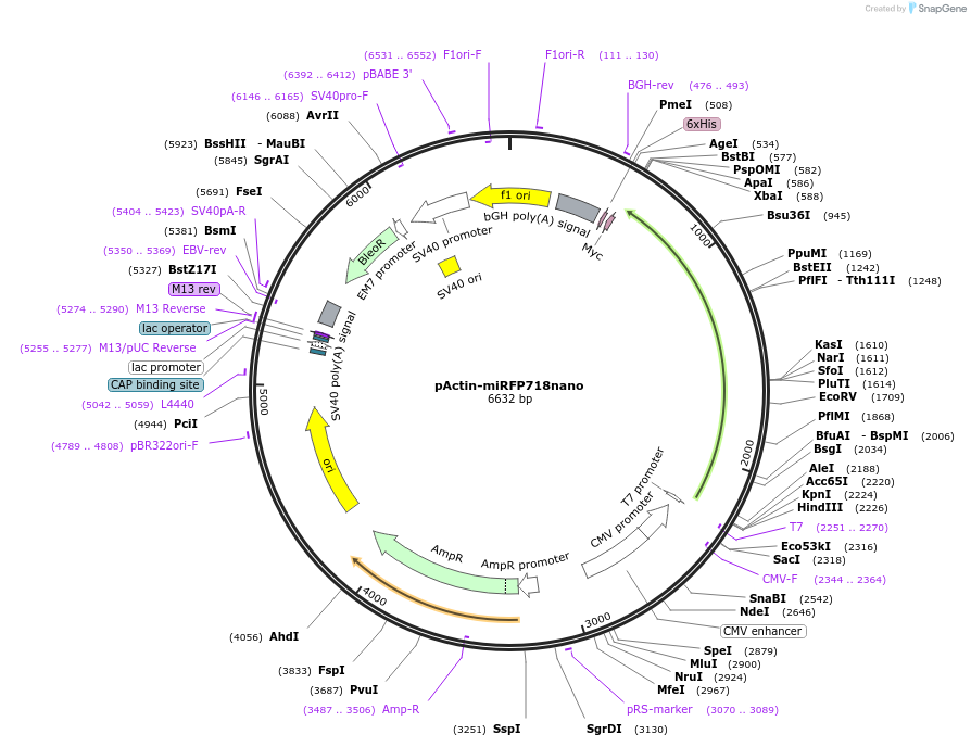 195745-plasmid-map-sequence-id-384904