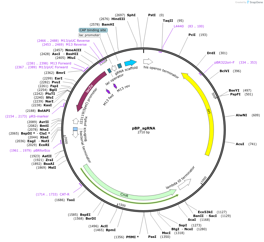 190128-plasmid-map-sequence-id-384916
