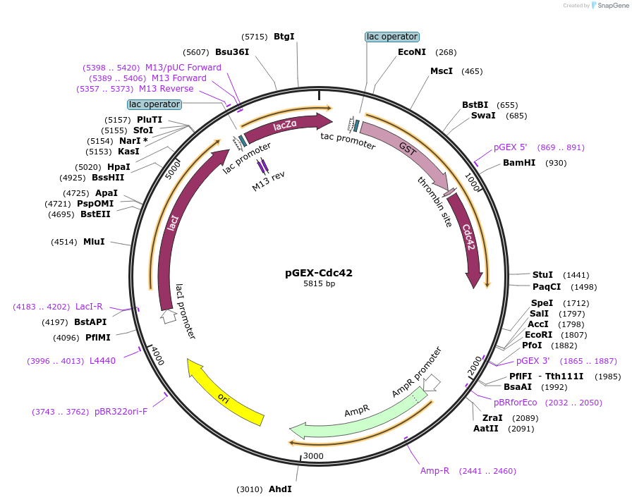 12201-plasmid-map-sequence-id-384917