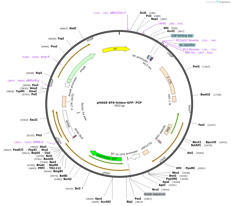 194503-plasmid-map-sequence-id-384988