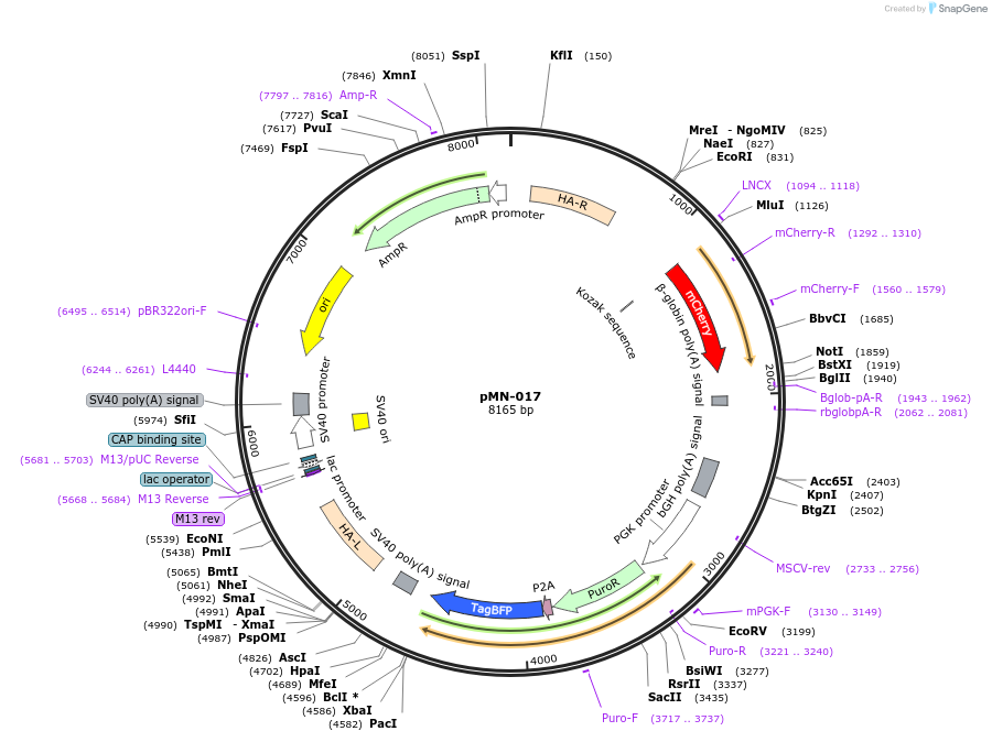 195421-plasmid-map-sequence-id-384992