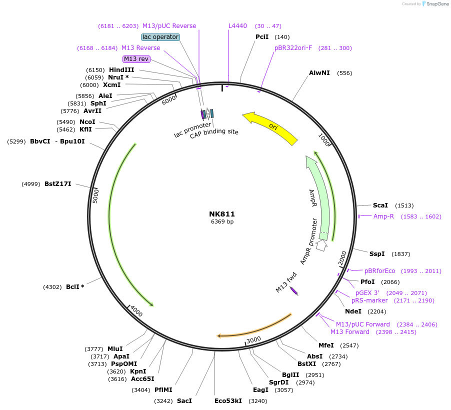 196408-plasmid-map-sequence-id-384995
