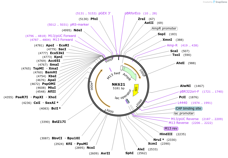 196405-plasmid-map-sequence-id-384996
