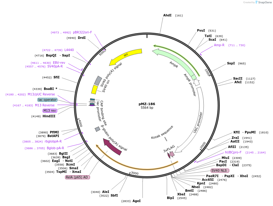 195434-plasmid-map-sequence-id-385010