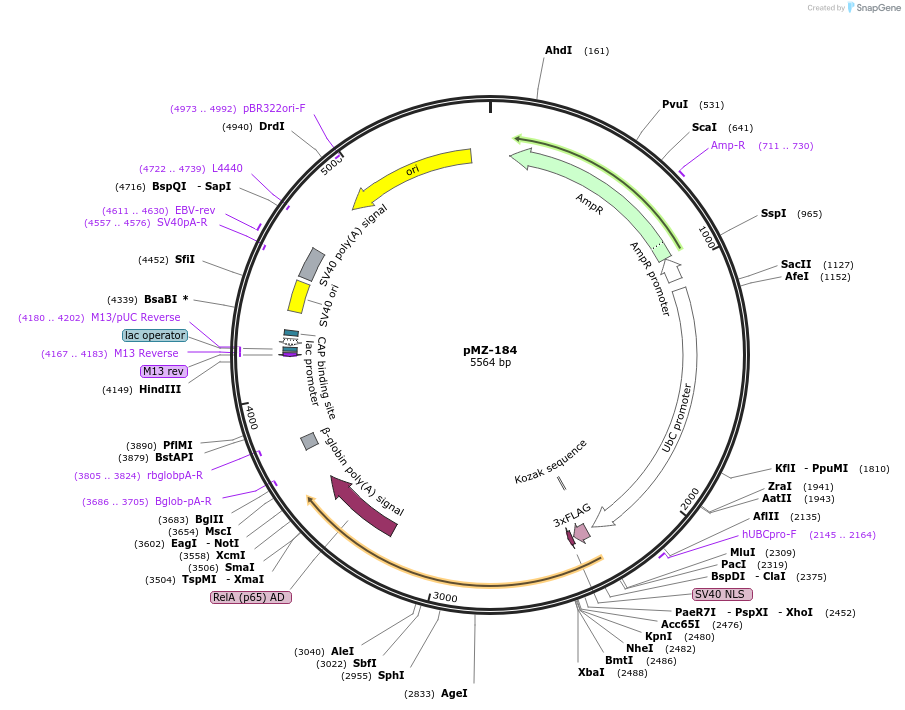 195432-plasmid-map-sequence-id-385012