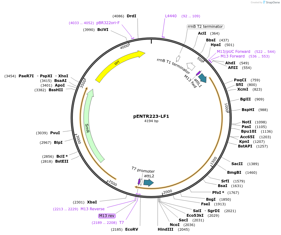 195812-plasmid-map-sequence-id-385014
