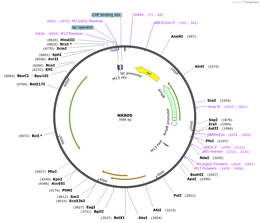 196406-plasmid-map-sequence-id-385017