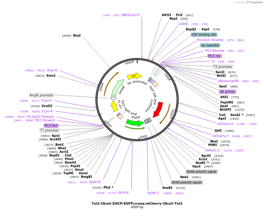 194517-plasmid-map-sequence-id-385059