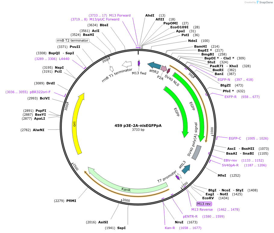 195969-plasmid-map-sequence-id-385063