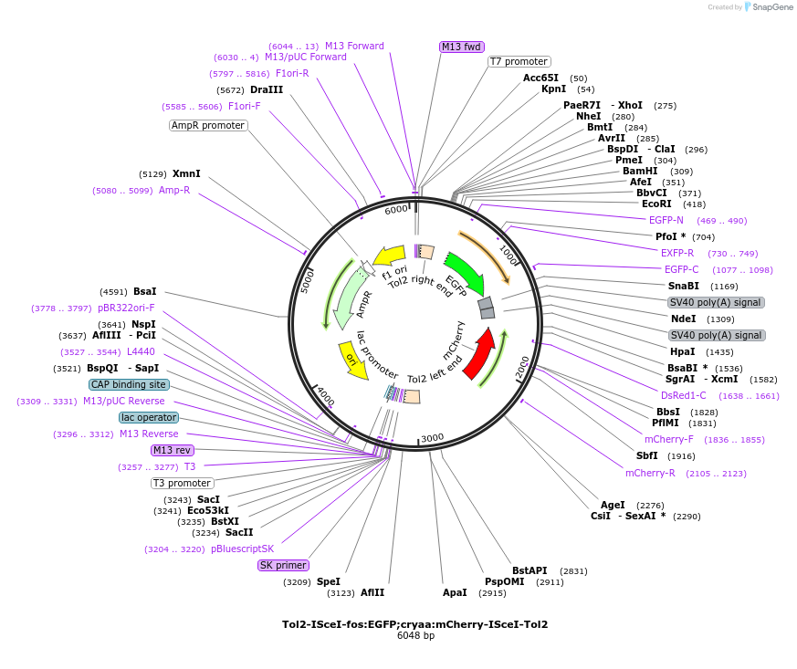 194516-plasmid-map-sequence-id-385066