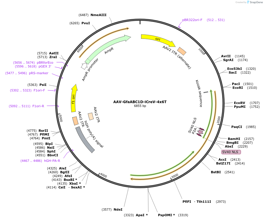 196412-plasmid-map-sequence-id-385067
