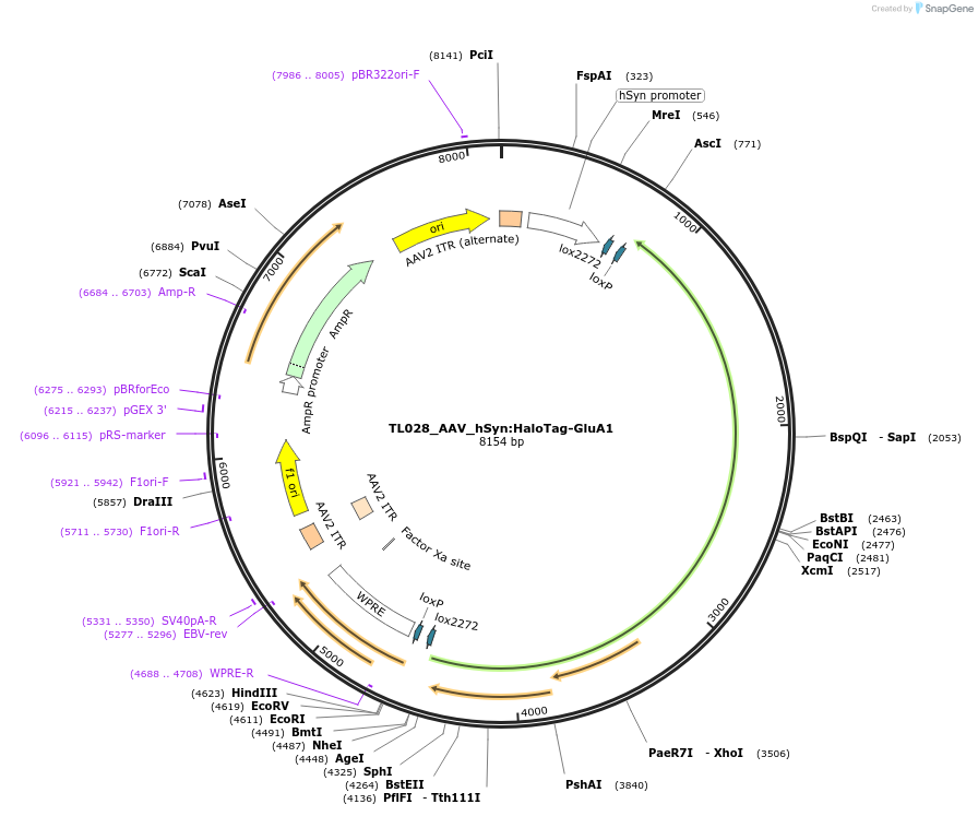 192520-plasmid-map-sequence-id-385072