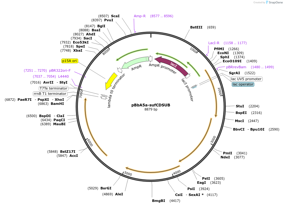 195055-plasmid-map-sequence-id-385079