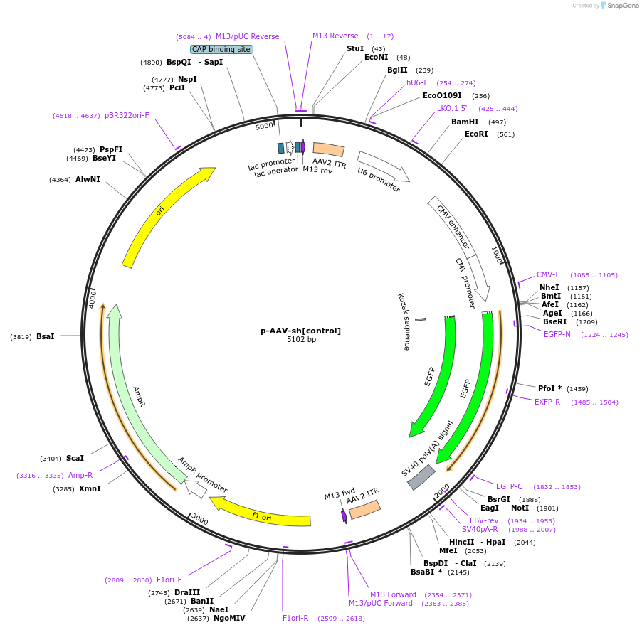 75438-plasmid-map-sequence-id-385081