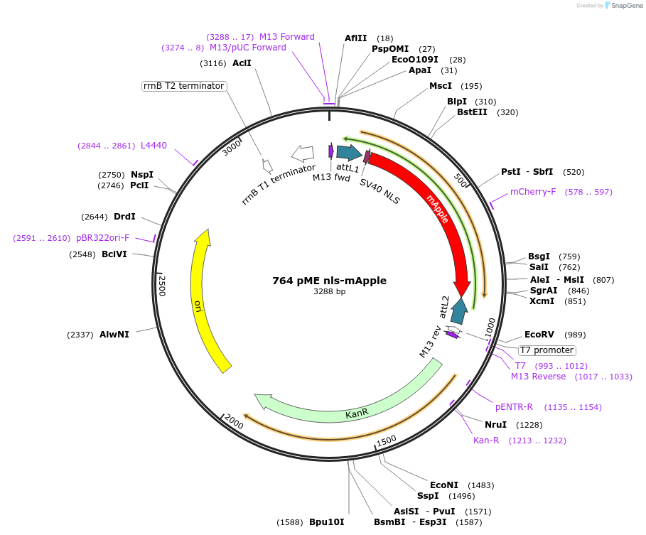 195962-plasmid-map-sequence-id-385109