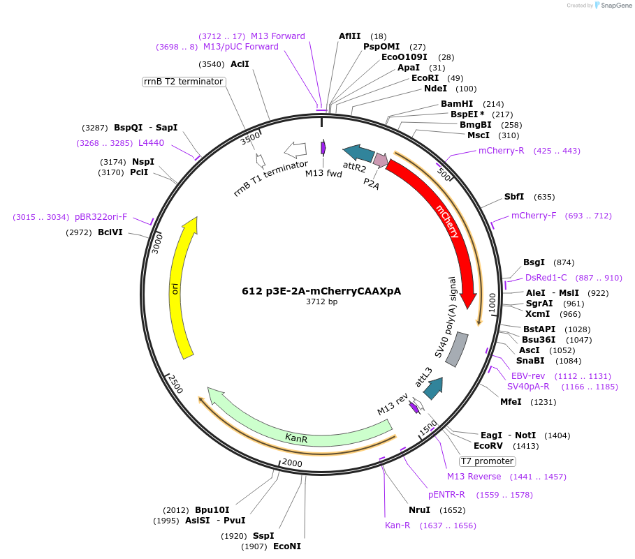 195971-plasmid-map-sequence-id-385110