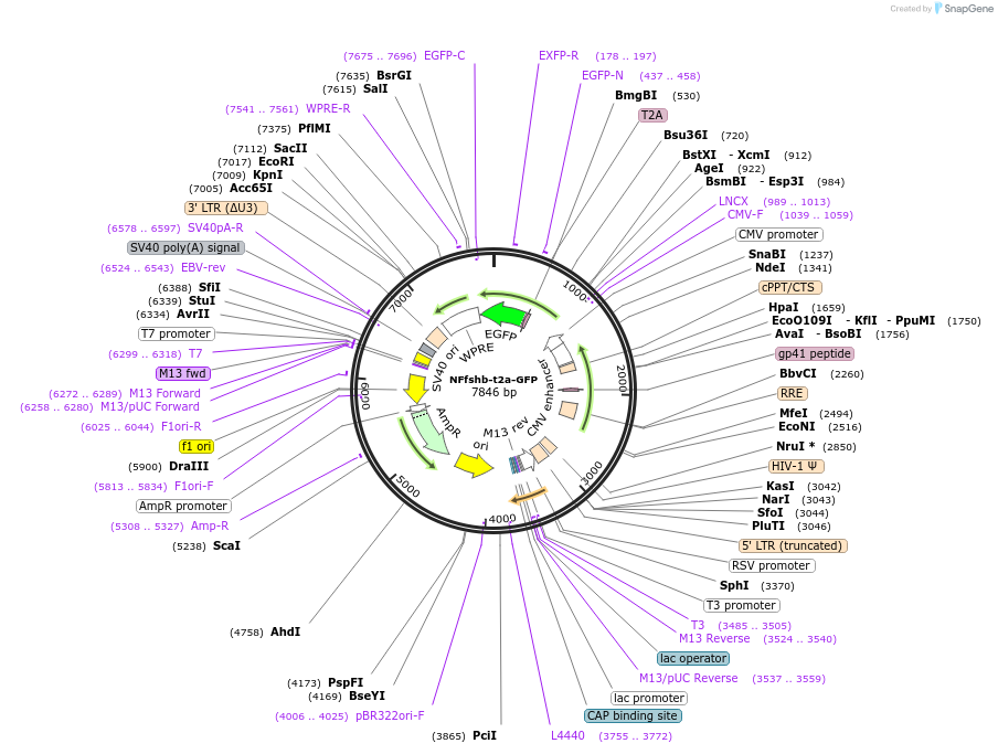 194356-plasmid-map-sequence-id-385112