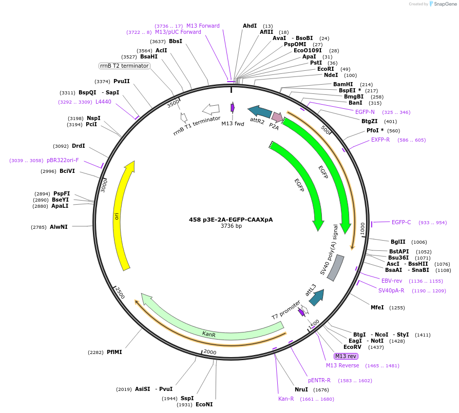 195968-plasmid-map-sequence-id-385114