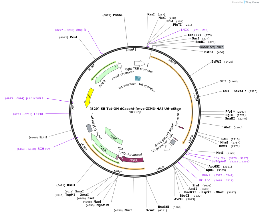 195622-plasmid-map-sequence-id-385115