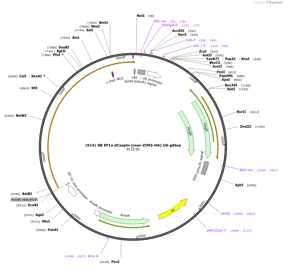 195623-plasmid-map-sequence-id-385117