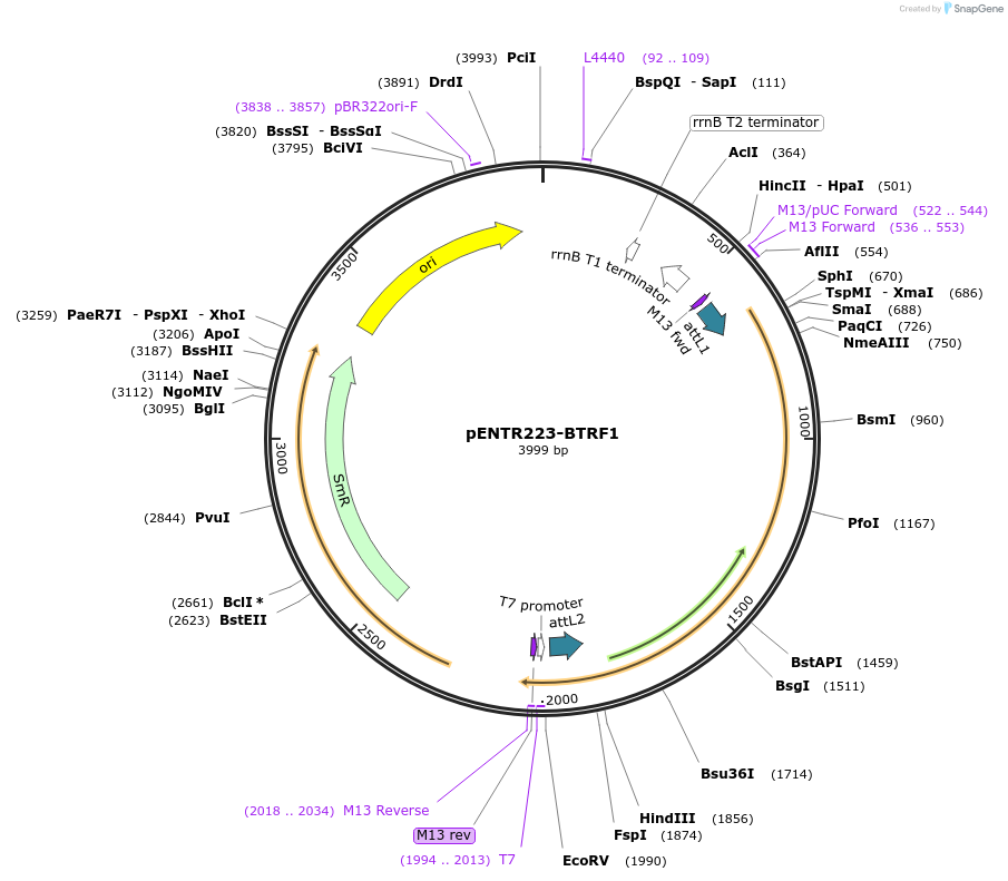 195806-plasmid-map-sequence-id-385122
