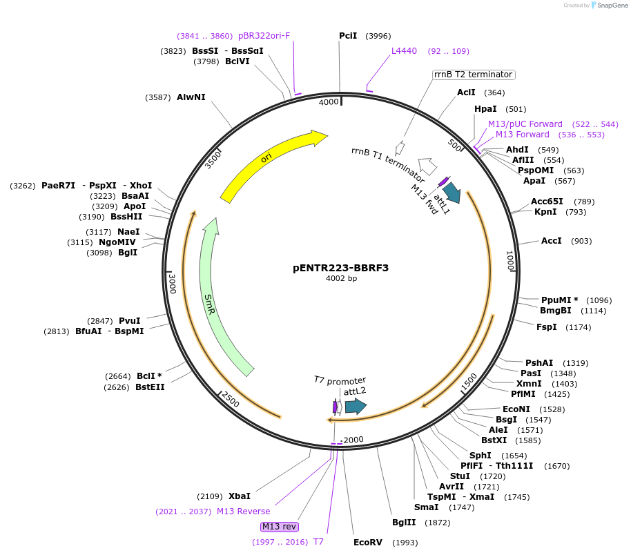 195808-plasmid-map-sequence-id-385149