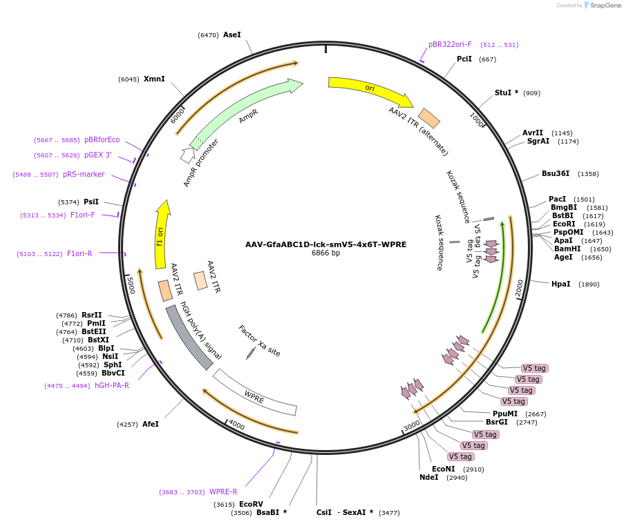 196416-plasmid-map-sequence-id-385161