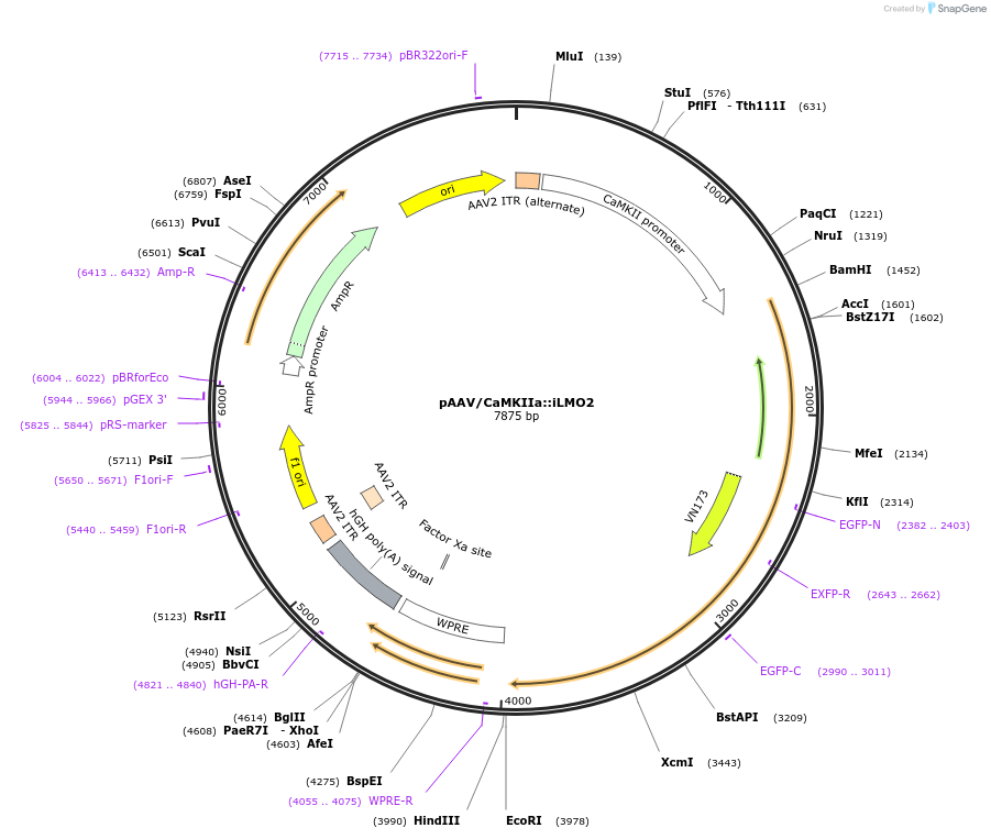 129481-plasmid-map-sequence-id-385172