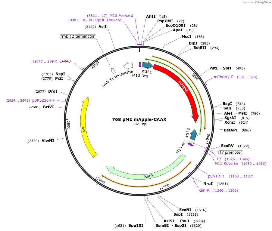 195961-plasmid-map-sequence-id-385184