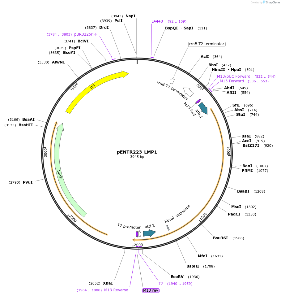 195805-plasmid-map-sequence-id-385185