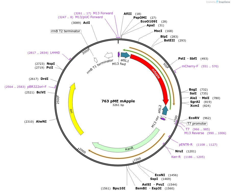 195960-plasmid-map-sequence-id-385186