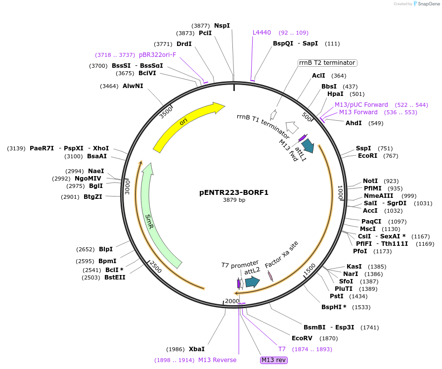 195804-plasmid-map-sequence-id-385187