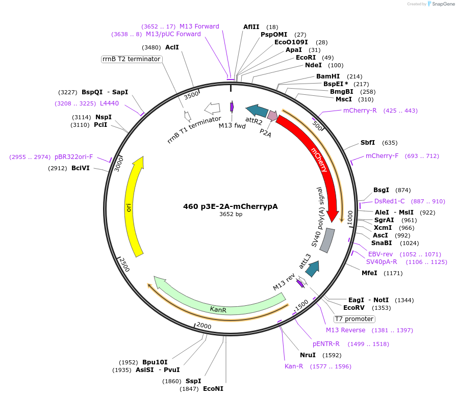195970-plasmid-map-sequence-id-385189