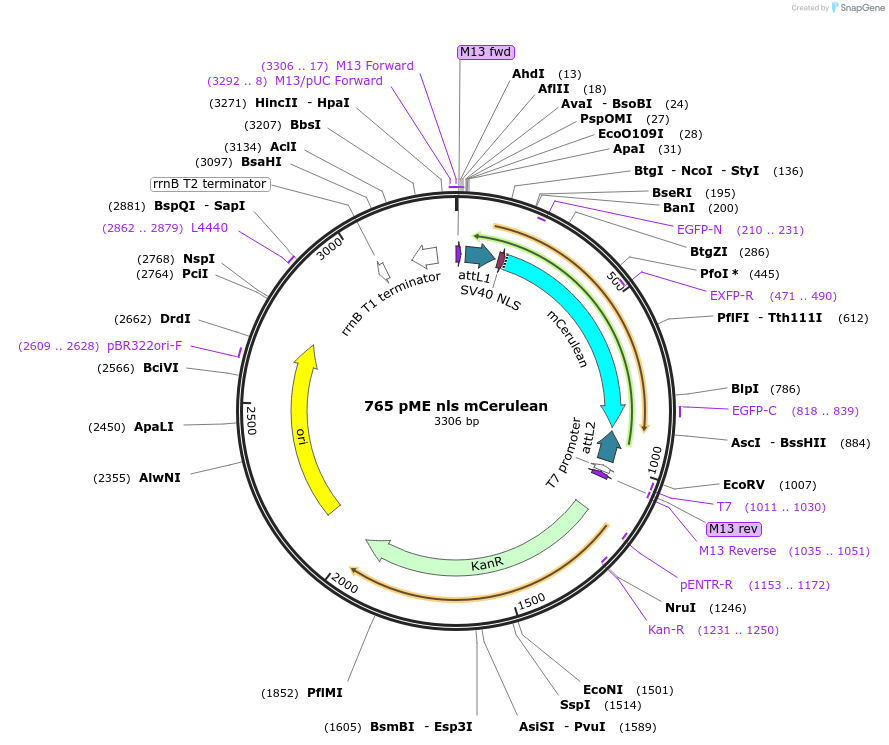 195958-plasmid-map-sequence-id-385191