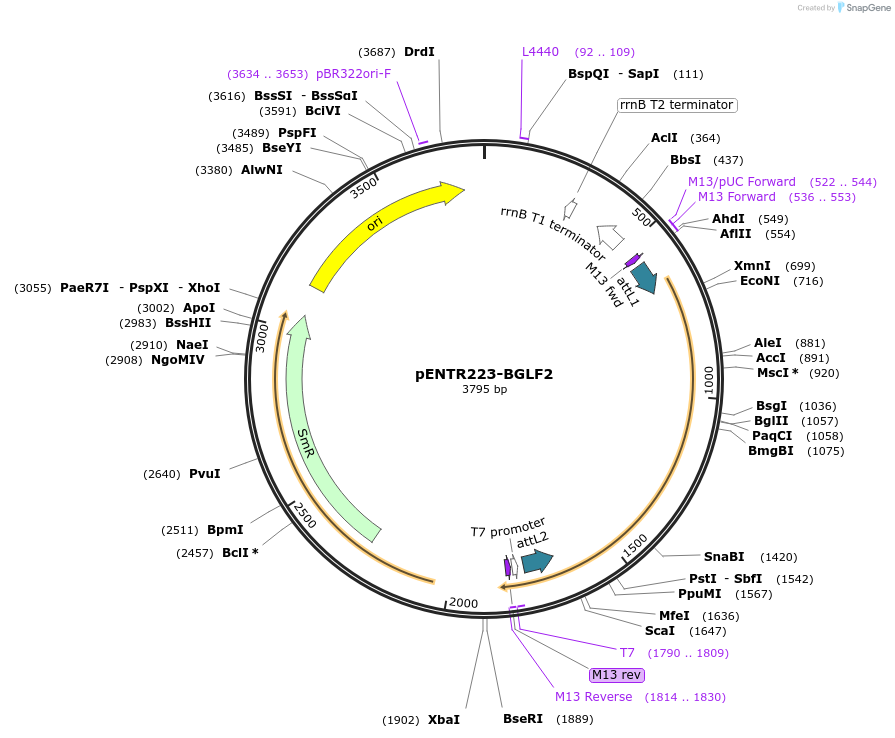 195800-plasmid-map-sequence-id-385199
