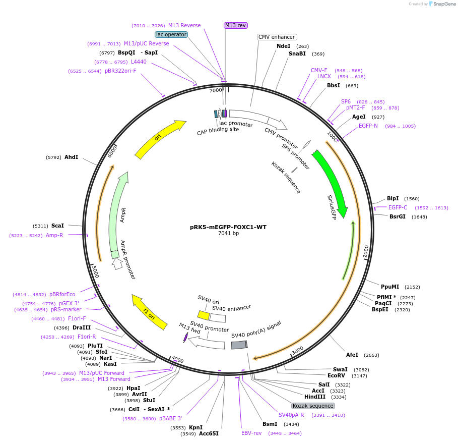 194566-plasmid-map-sequence-id-385204
