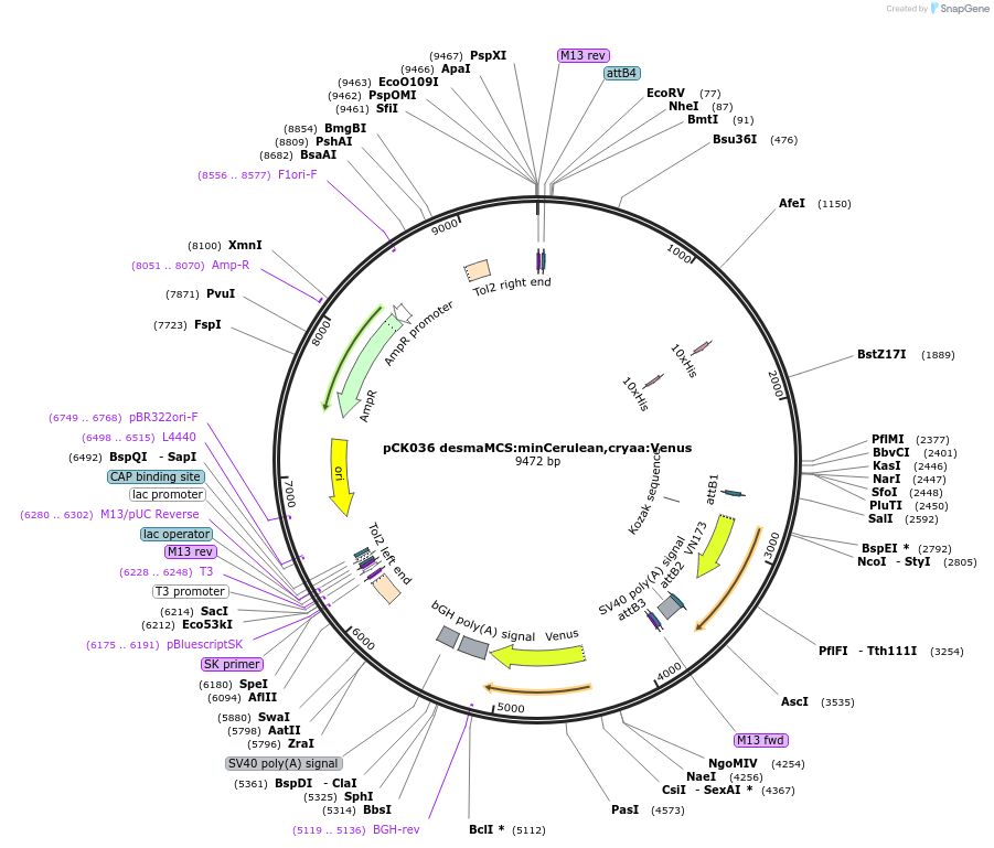 195981-plasmid-map-sequence-id-385219
