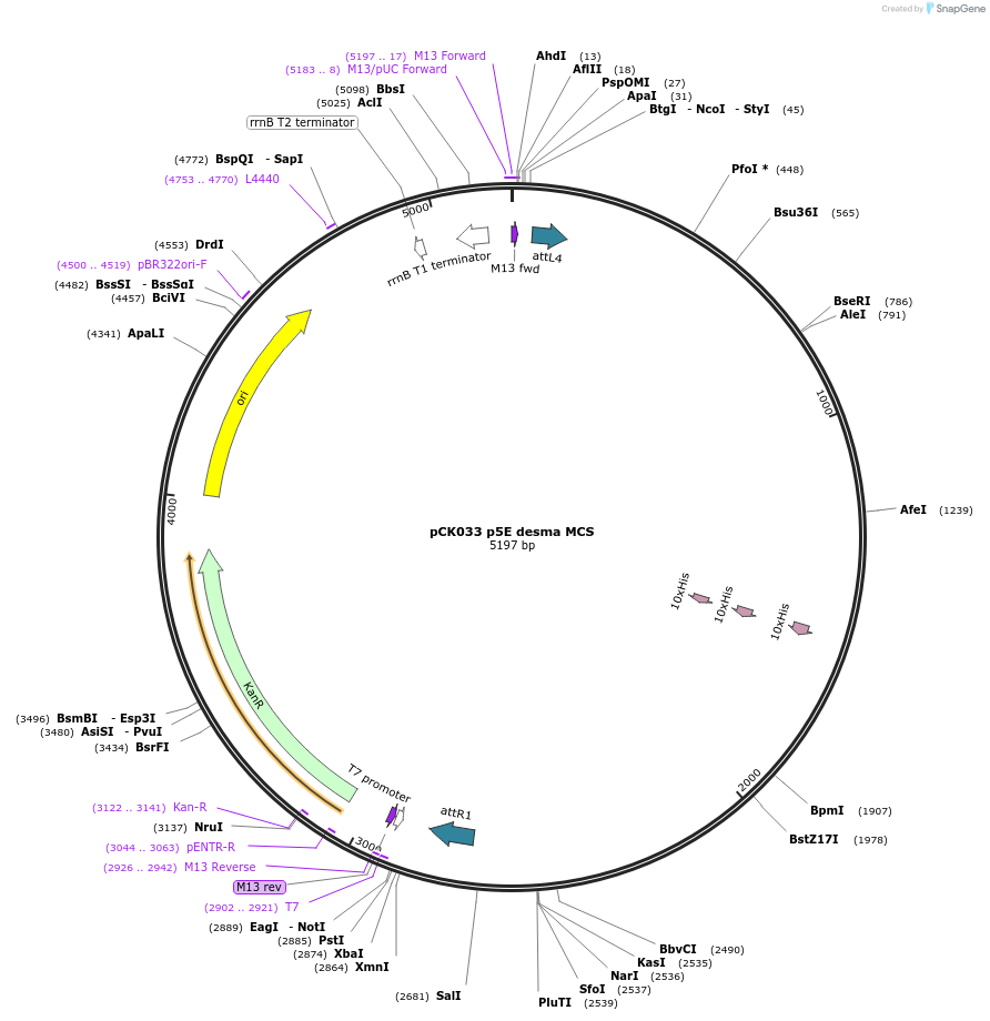 195948-plasmid-map-sequence-id-385221
