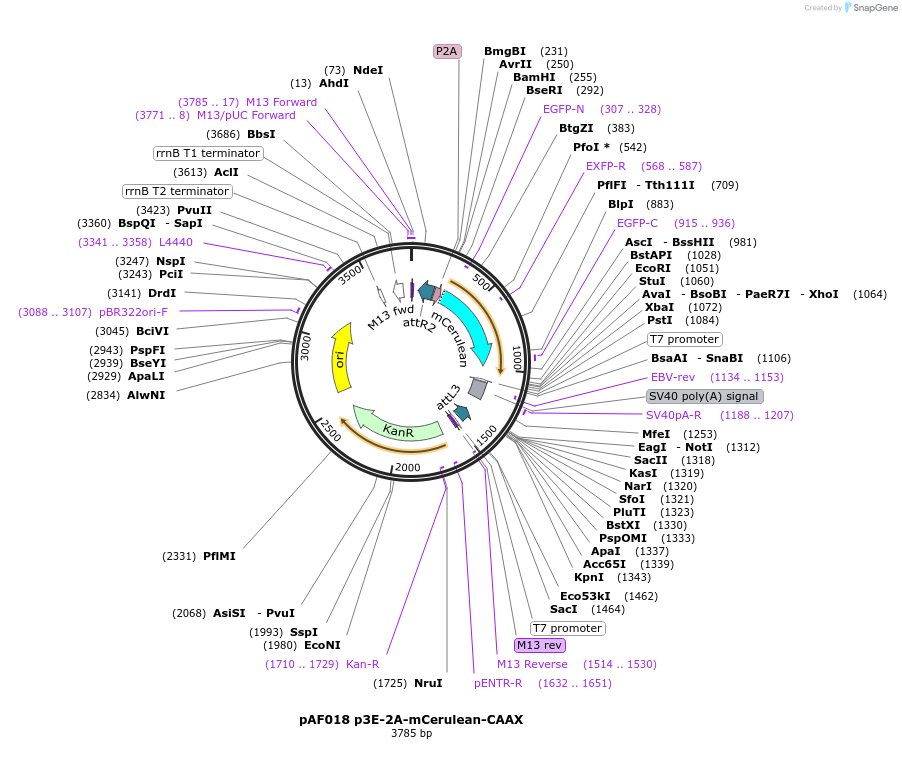 195975-plasmid-map-sequence-id-385226