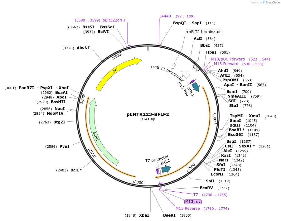 195798-plasmid-map-sequence-id-385242