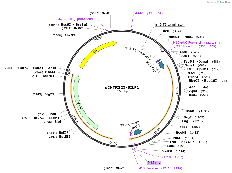 195797-plasmid-map-sequence-id-385245
