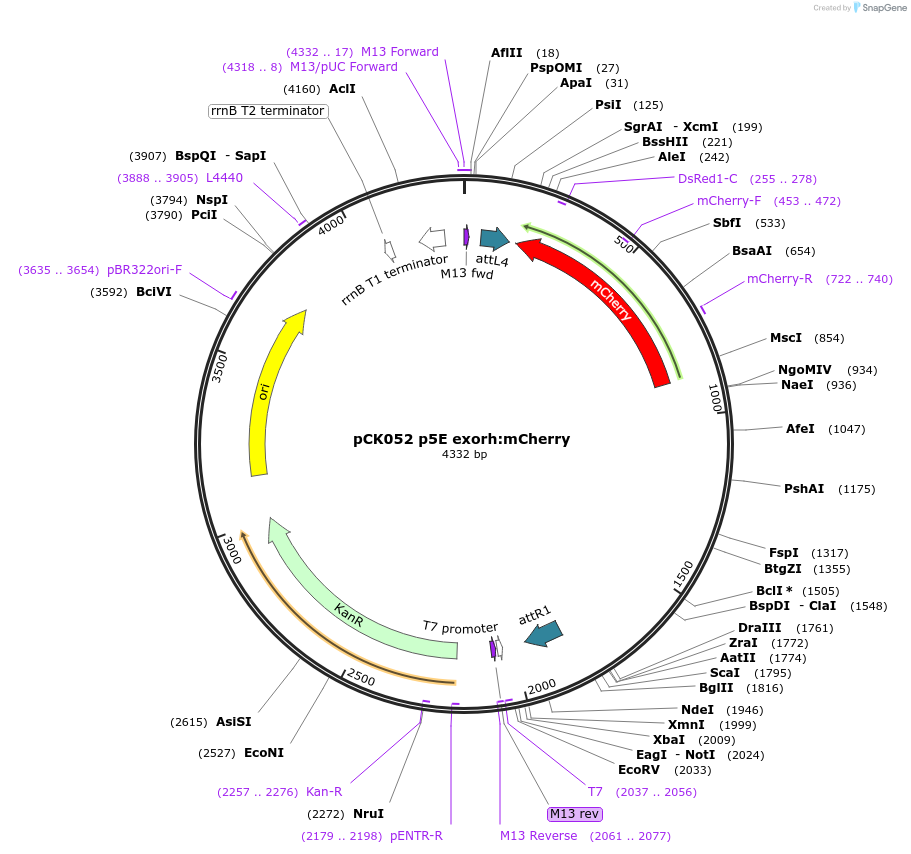 195953-plasmid-map-sequence-id-385248