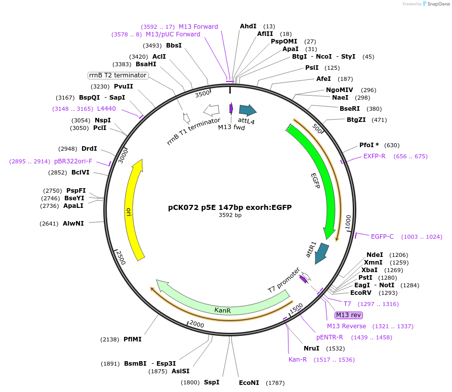 195950-plasmid-map-sequence-id-385249