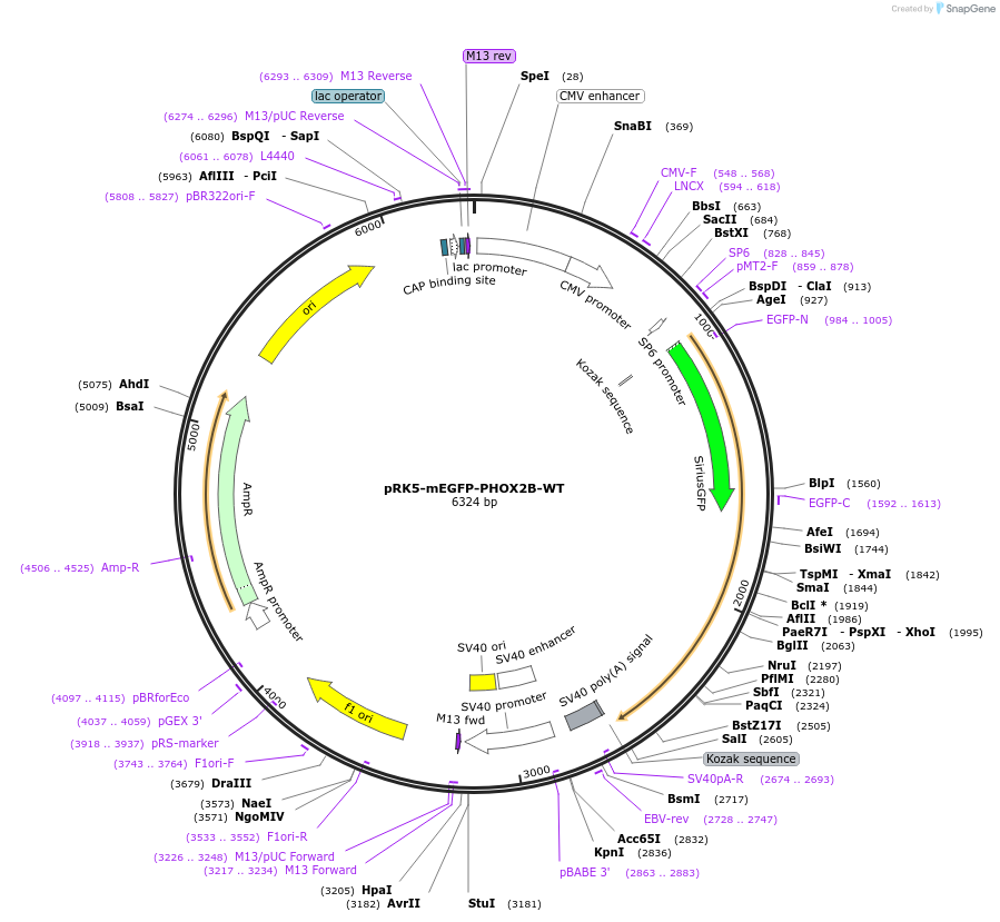 194576-plasmid-map-sequence-id-385251