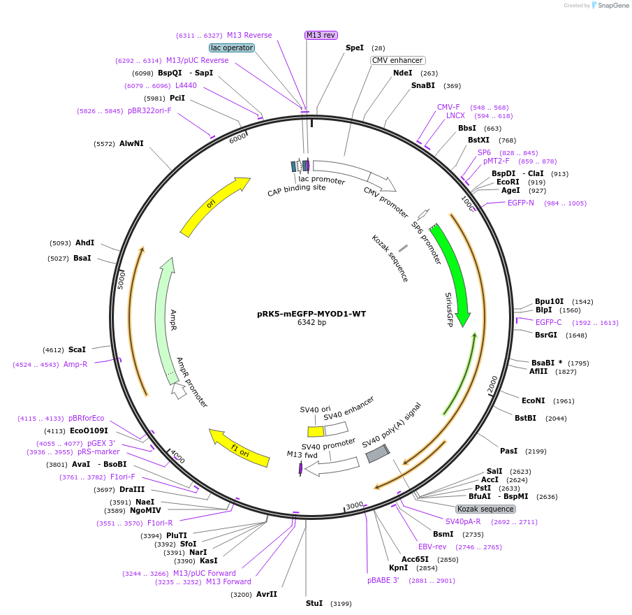 194570-plasmid-map-sequence-id-385252